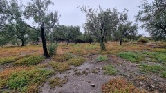 Foto36