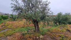 Foto31