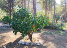 Foto17