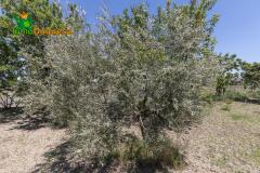 Foto14
