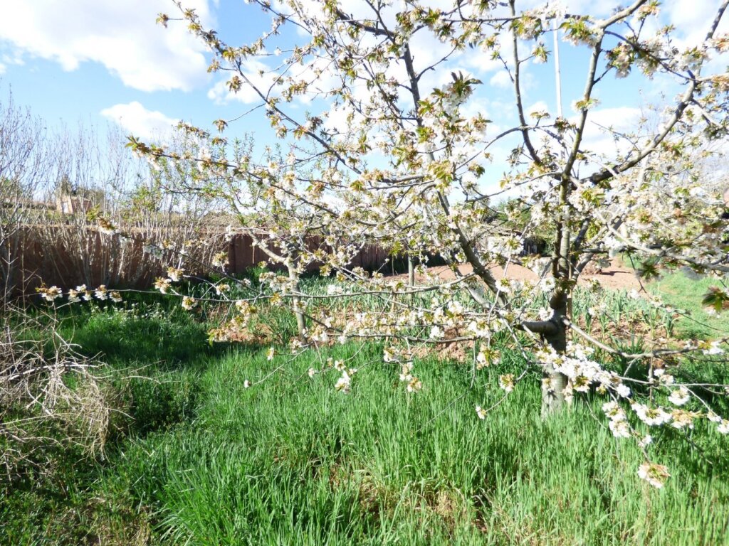 finca rústica de 2.200 m2 con agua de acequia ilimitada, zona agrícola y boscosa en venta en manresa foto grande (2)