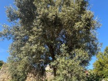 Foto5