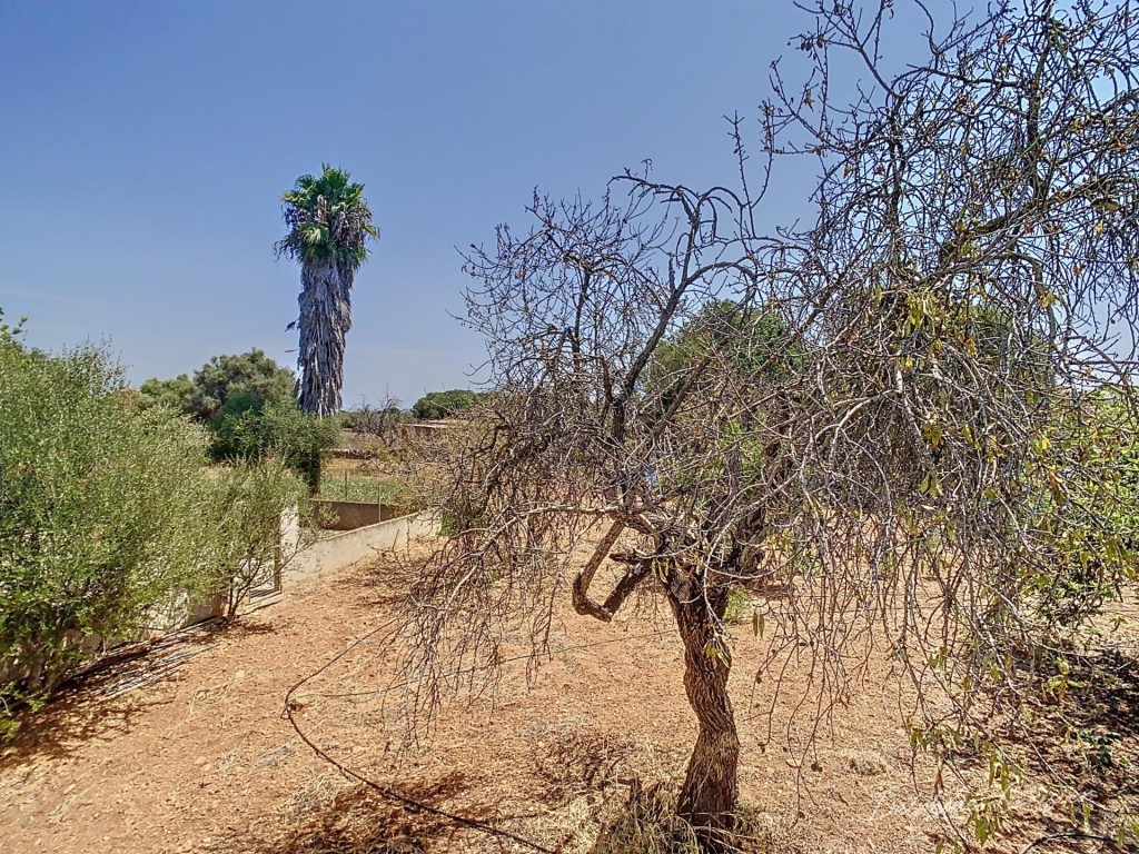 Una joya mallorquina en Alquería Blanca, junto a Santanyí - foto 62