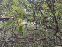 Foto34