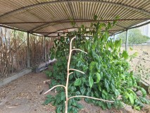 Foto43