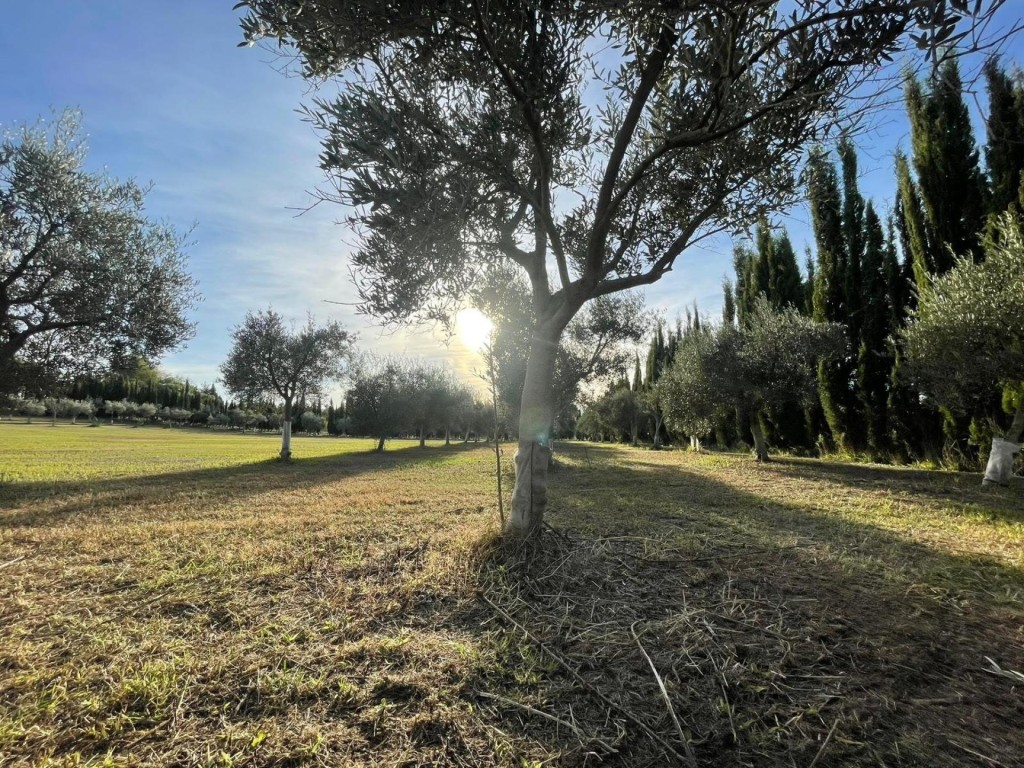 Finca Rústica de 4857 m2 en Jerez de la Frontera - foto 15