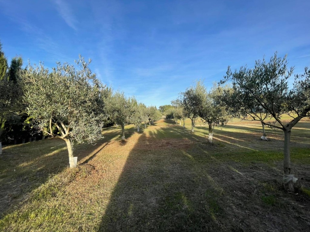 Finca Rústica de 4857 m2 en Jerez de la Frontera - foto 6