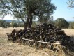 Foto39