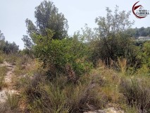 Foto17
