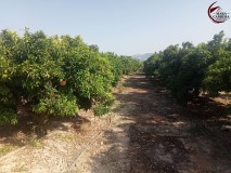 Foto19