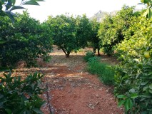 Foto8