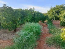 Foto9