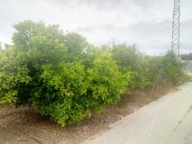 Foto5