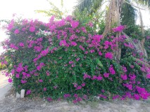 Foto6