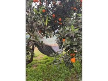 Foto4