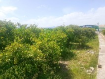 Foto6