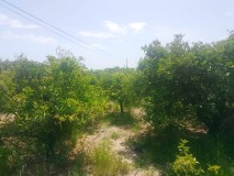 Foto8