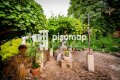 Foto54