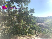 Foto31