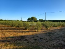 Foto8