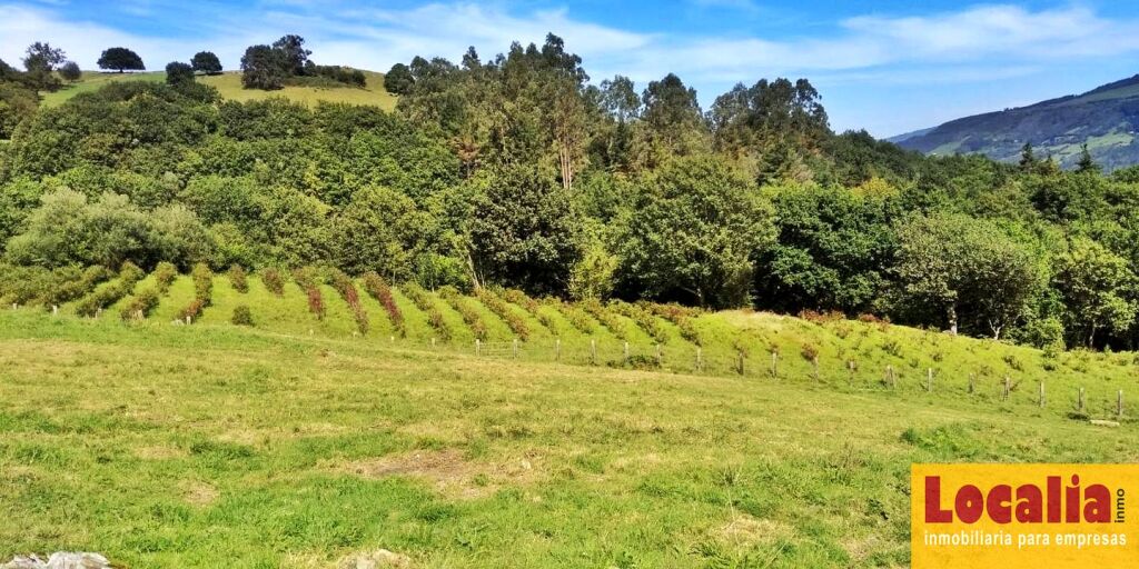 Foto finca rústica con cabaña y bosque autóctono