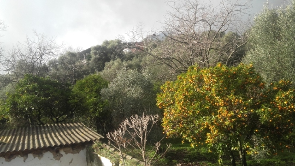 casa de campo-masía en venta en benarraba málaga foto grande (2)