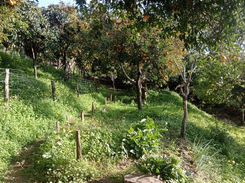 casa de campo-masía en venta en jubrique málaga foto grande (3)