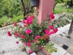 Foto7