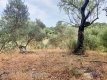Foto52