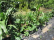 Foto11