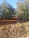 Foto8