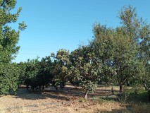 Foto5