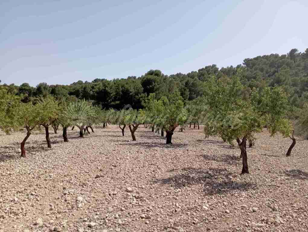 suelo rústico en venta en jumilla murcia foto grande (2)