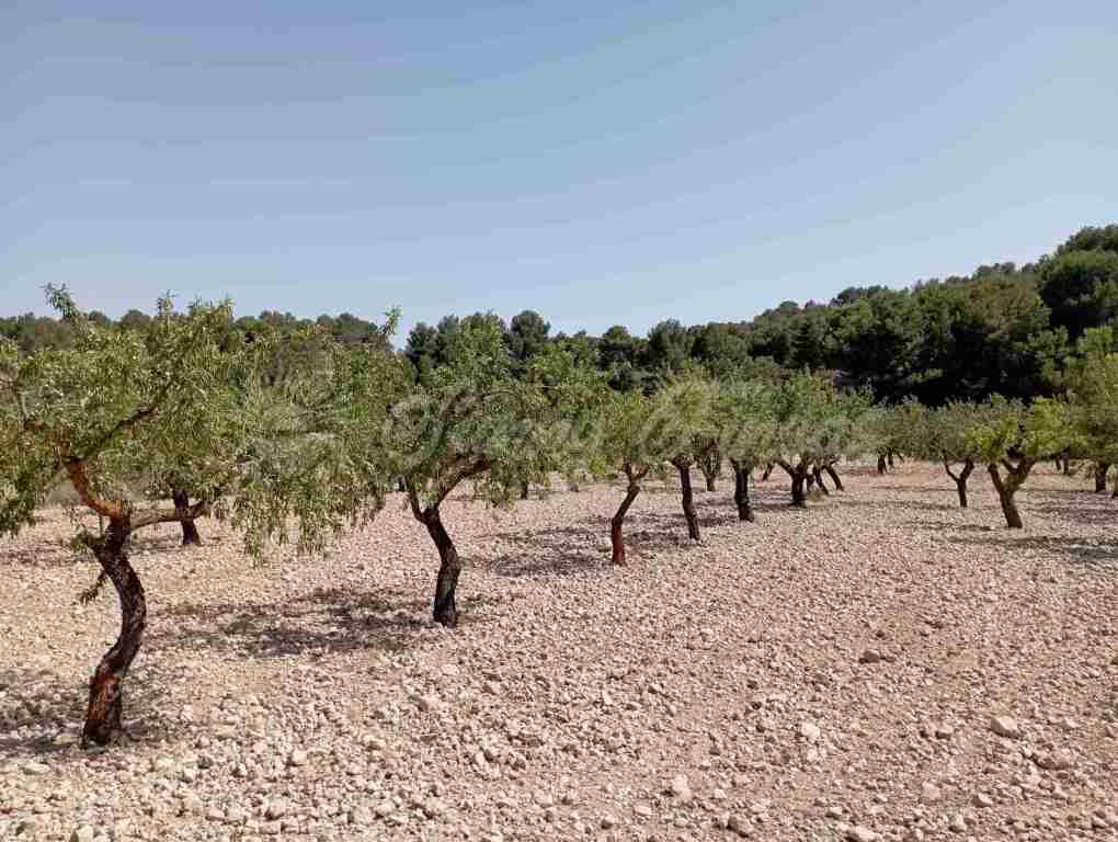 suelo rústico en venta en jumilla murcia foto grande (3)
