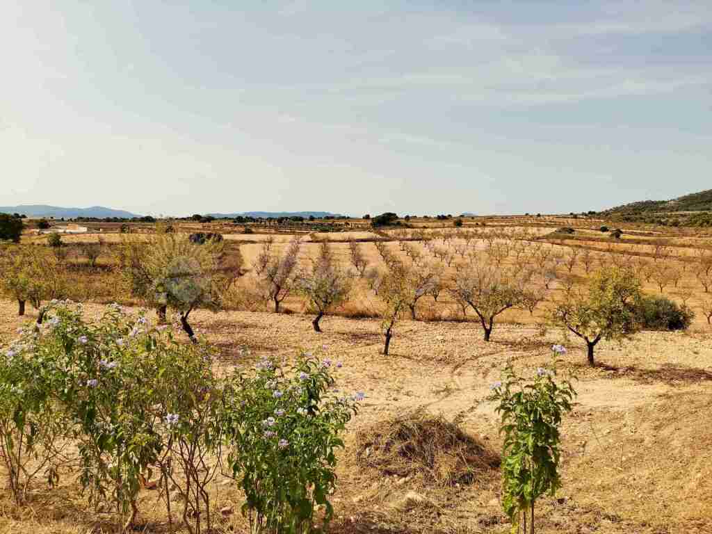 suelo rústico en venta en pinoso alicante foto grande (3)