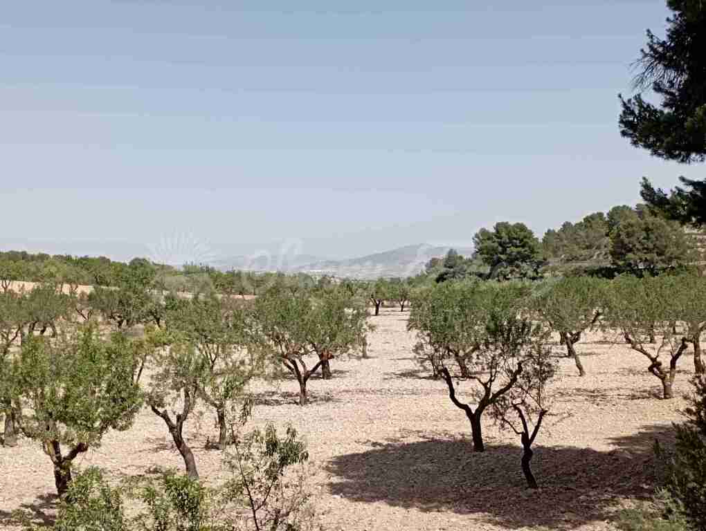 suelo rústico en venta en jumilla murcia foto grande (2)
