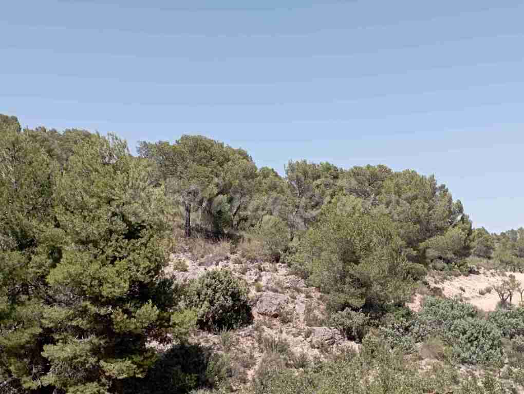suelo rústico en venta en jumilla murcia foto grande (3)
