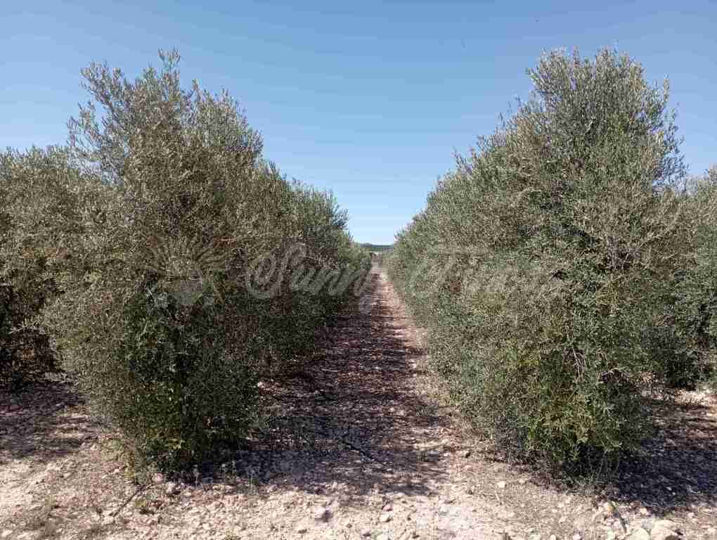 Foto suelo urbanizable en venta en caudete albacete