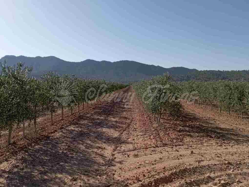 suelo rústico en venta en yecla murcia foto grande (2)