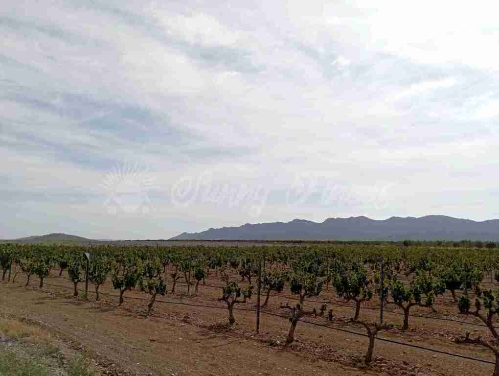 Foto suelo rústico en venta en yecla murcia