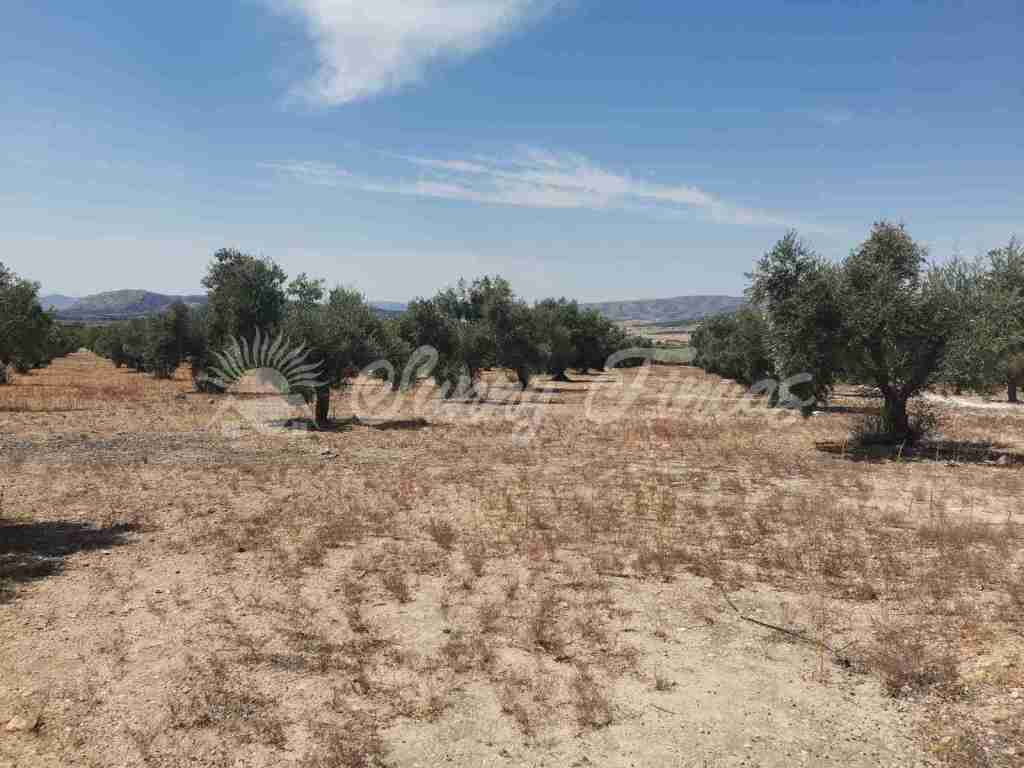 Foto suelo urbanizable en venta en biar alicante