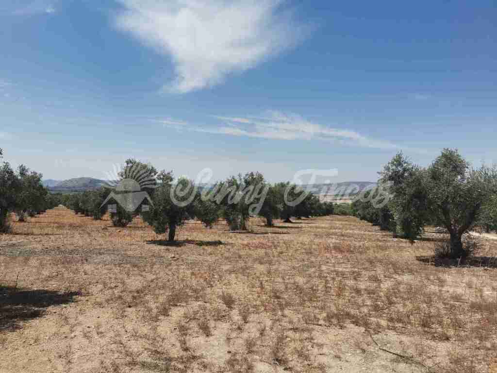 suelo urbanizable en venta en biar alicante foto grande (2)
