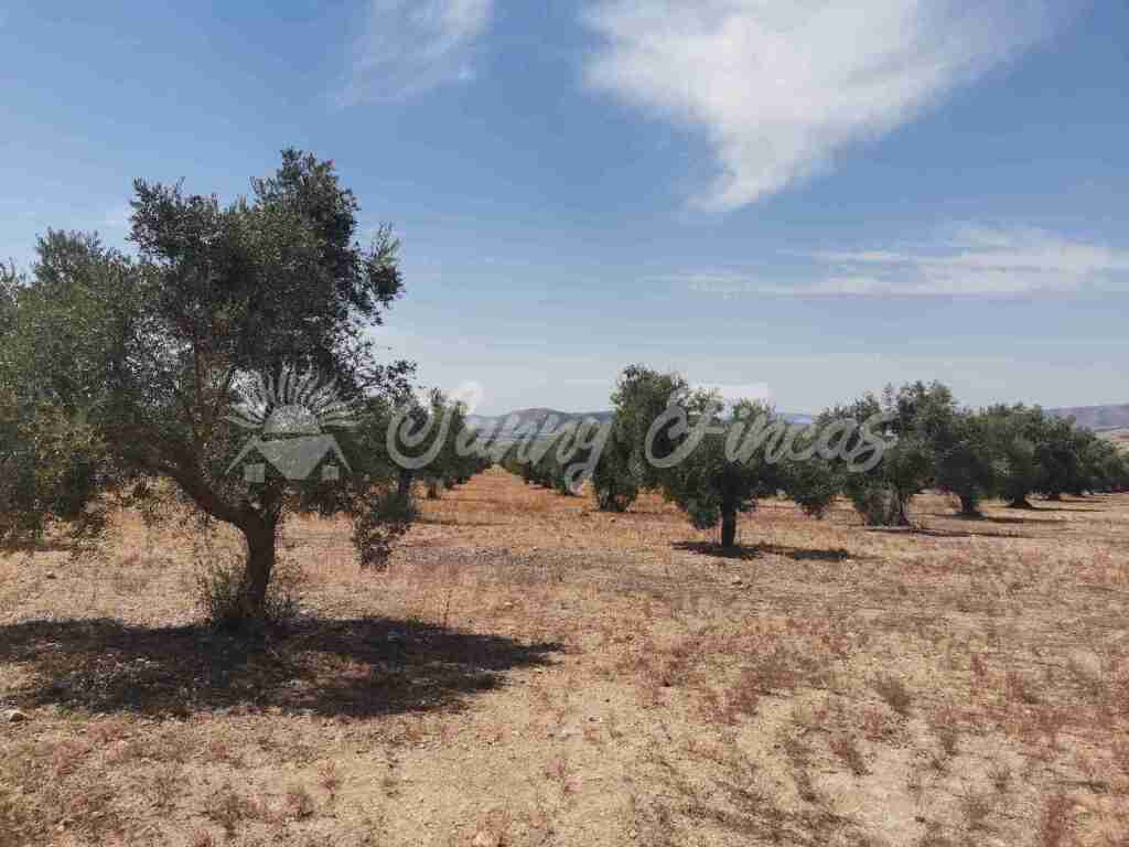 suelo urbanizable en venta en biar alicante foto grande (3)