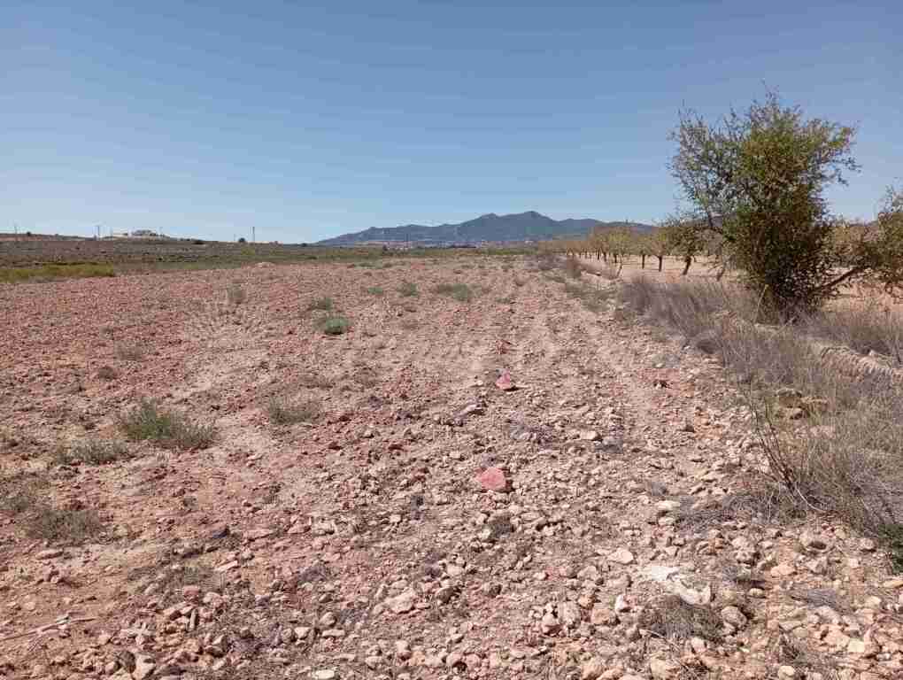 Foto suelo urbanizable en venta en pinoso alicante