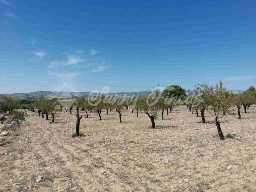 parcela en venta en biar alicante foto grande (2)
