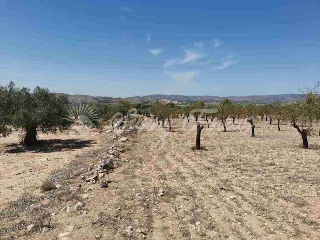 parcela en venta en biar alicante foto grande (3)