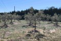 Foto45