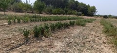 Foto34
