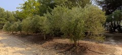 Foto5