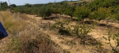 Foto39